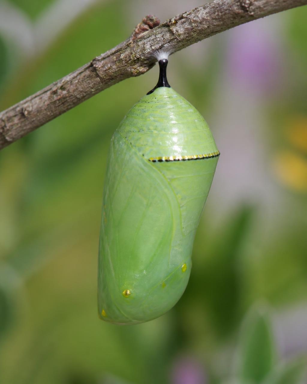 Macro of a green monarch butterfly chrysalis with gold spots hanging from a twig