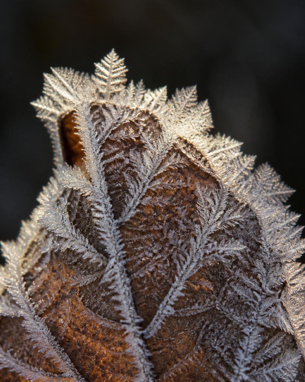 Macro of frost crystals forming fern-like patterns across a brown frozen leaf