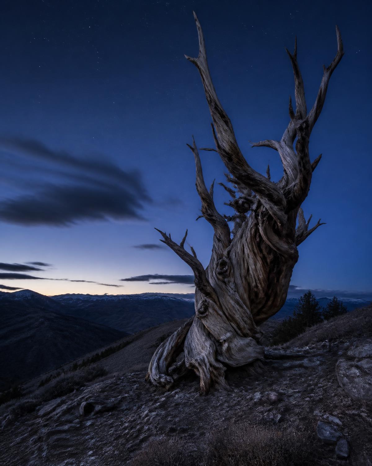 Twisted ancient bristlecone pine on a ridge at blue hour beneath emerging stars